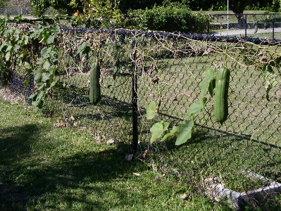 [The vine for the plant is growing on a chain-link fence. Two very large, both length and circumference,  oblong gourds hang from the vine.]